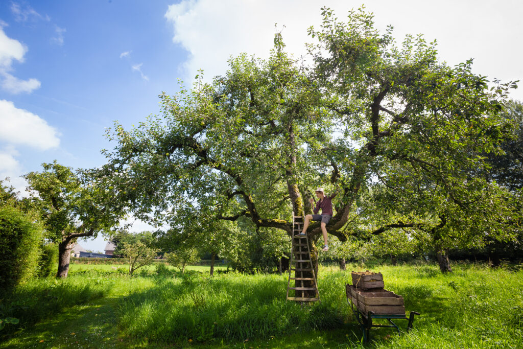 Jongen met appel in fruitboom op de Appelgaard