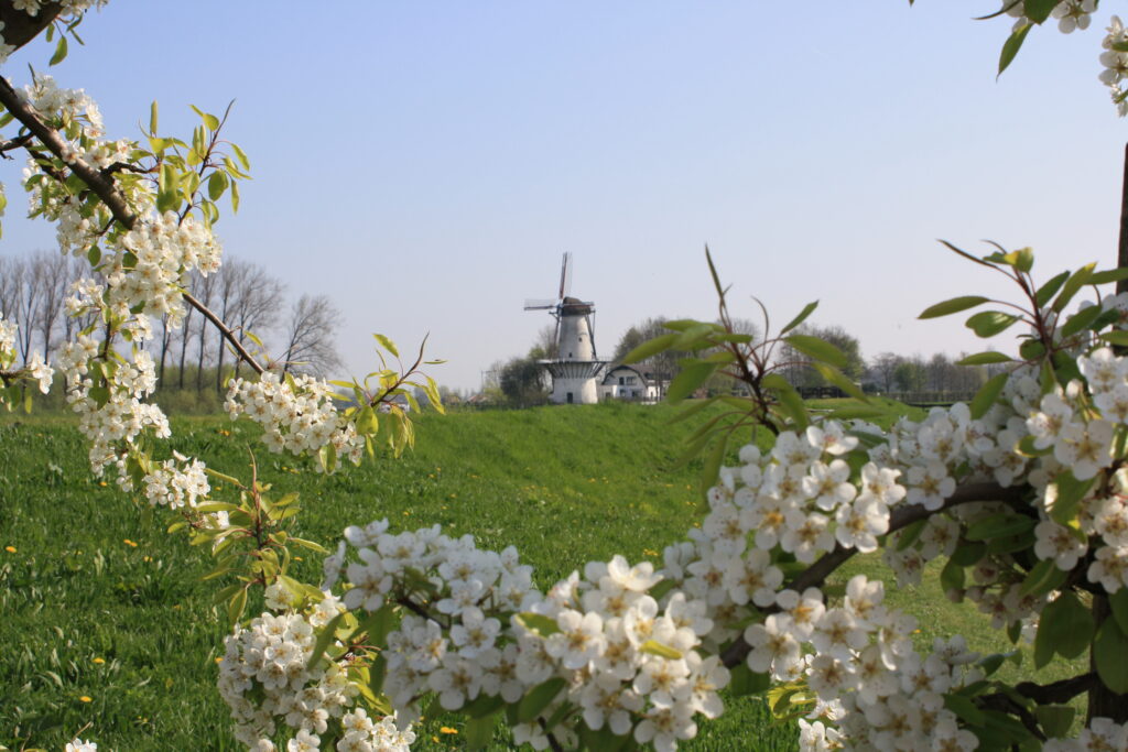 molen de vlinder in landschap west betuwe